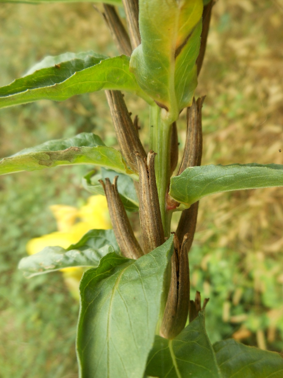 Oenothera chicaginensis / Enagra di Chicago
